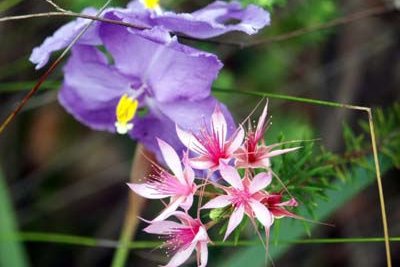 Lily and calytrix