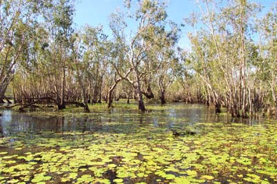 Yellow Waters paperbark swamp