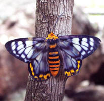 This colourful moth is often seen during the day.