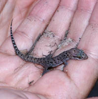 Geckoes are nocturnal and seldom seen. When this one jumped onto someone, we couldn't resist the photo.