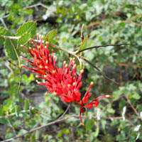 Grevillea. This lovely grevillea doesn't match any of the photos in our plant references. Perhaps it is a natural hybrid.