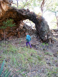 Natural rock arch and shelter above Barramundi Creek.