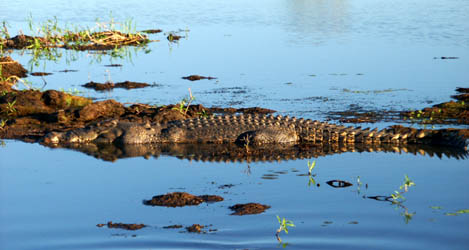 Yellow Waters crocodile.