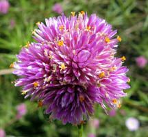 Gomphrena canescans or 'bush everlasting'. When dry, these flowers retain their pink colour for months.
