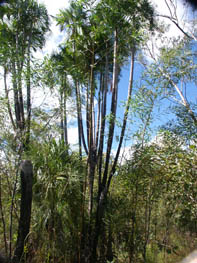 Multi-trunked gronophylum palm (Gronophylum ramsayi).