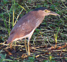 Nankeen night heron, one of the many birds you are likely to see on the Yellow Waters cruise.