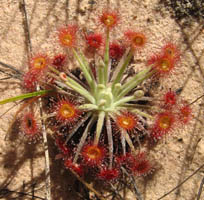Kakadu soils are very poor so there are many small plants like these sundews that thrive on the moist soil during the Wet, getting their nitrogen from tiny insects that land on their sticky leaves.