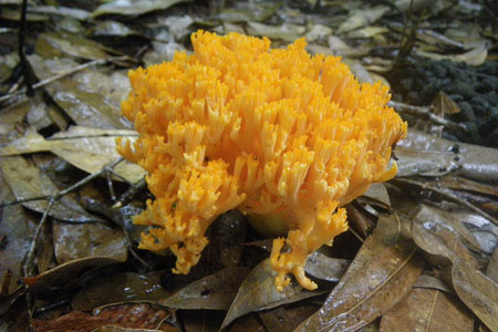 Wet season fungus, photo V Heywood