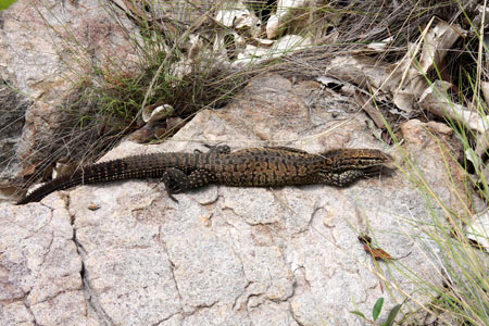 Monitor lizard, photo R Ridgwell