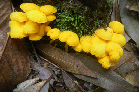 Kakadu mushrooms, photo V Heywood
