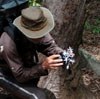 Photographing a Kakadu orchid