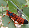 Leichhardt grasshopper