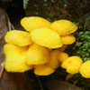 Kakadu mushrooms
