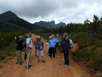 Walking down through the fynbos