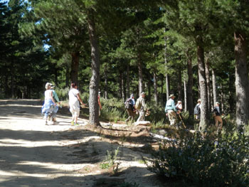 Walking through a pine forest