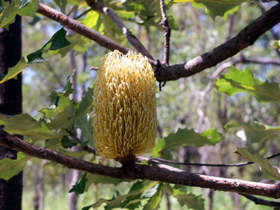 Banksia, April