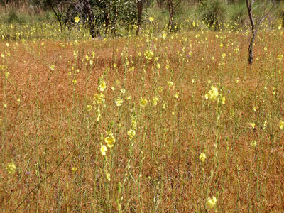 Field of wildflowers, April