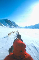 Baffin Island: view from back of dog sled