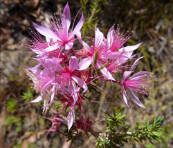 Calytrix megaphylla. This spectacular bush has somewhat larger flowers than its dry season relative Calytrix extipulata.