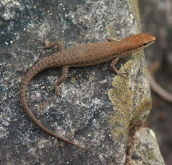 Small skink, one of many you will see