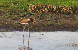 Young black necked stork (jabiru) and plumed whistle ducks