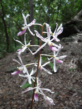 Kakadu orchid