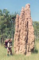 Termite mound on the Waterfall Creek Plateau
