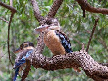 Blue winged kookaburra, Litchfield