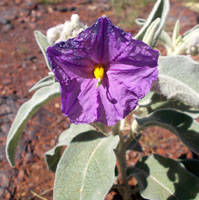 Bush tomato (solanum species) flower.