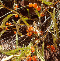 Bush tomato fruit. Some varieties of bush tomatoes were a valuable food source for Aboriginal people. Others were poisonous. You need to know which is which if you are thinking about trying one.