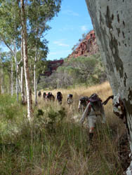 Walking through a grassy section of Dales Gorge.