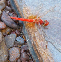 One of many colourful dragonflies in the area.