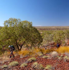 Hiking between Knox and Wittenoom Gorges.