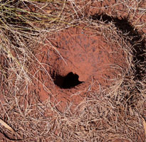 Mulga ants produce these elevated mounts to prevent flooding when it does rain.