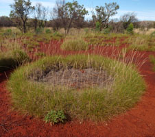 In poor soils, a clump of spinifex begins in one spot and grows outwards. As the nutrients in the soil in the centre get used up, the central part dies leaving circles like this one.