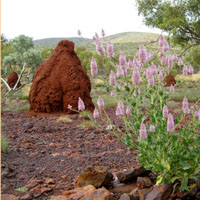 The iron-rich soils give the termite mounds a distinctly reddish tinge. Ptilotus flowers in the foreground.