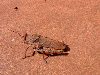 Grasshopper, camoflaged n the sand