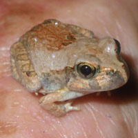 Small Kakadu frog