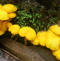 Wet season fungus