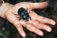 Julie's beetle