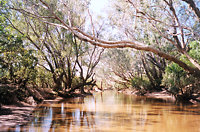 Birdie Creek