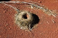 Mulga ant nest, photo R Willis