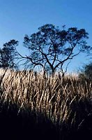 Spinifex in the late afternoon